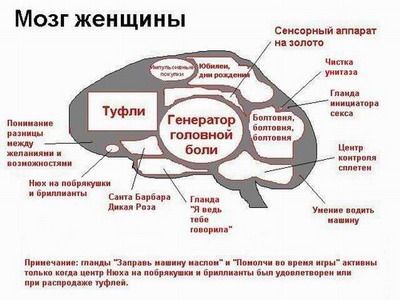 Мозг женщины