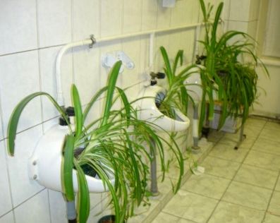 Озеленение туалета - не мочить!